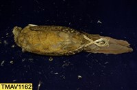 藍腹鷴藏品圖，第7張